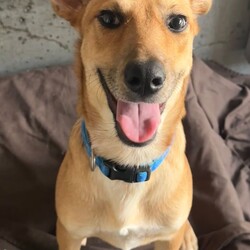 Matey/Australian Kelpie/Male/1 Year 5 Months,Hey there I am on the lookout for my very own forever home, I am a young pup who is in the need of a guardian that is willing and able to work on my ongoing training and socialisation. I have had a rough start to life, so will need a family that will take it slow and at my pace, a quiet and peaceful home is ideal for me so that I can develop a routine and settle into my new environment. Setting me up with my very own safe haven is an amazing idea so that I can retreat when I need to, providing me with enrichment items while in here will help me develop a positive association with this area. Looking into a positive reinforcement trainer in your area is a great idea as I may need some training classes in the near future to help me develop my life skills. I am a sweet pup who is just looking for a family that will give me some love and understanding and show me that life isn't too bad, I am super smart and willing to learn and will give you everything I have if you just give me some time and patience. I will need an owner home more often than not to help me settle into my new home and learn your routine. Requirements: **If you are interested is giving this wonderful pet a home please visit our website and complete an expression of interest 