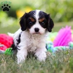 Barnaby/Cavalier King Charles Spaniel									Puppy/Male	/7 Weeks,Meet Barnaby, a friendly little AKC Cavalier King Charles Spaniel puppy! He has a stunning, silky coat and big innocent eyes that will have you attached to him in no time. He is the perfect size to join you on all your everyday activities, big enough to keep up with a fast paced life, but small enough to be by your side no matter where you go. Cavaliers are known for calm and sweet nature, and they are usually great with kids so make wonderful family pets!