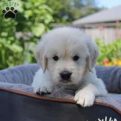 Nemo/Golden Retriever									Puppy/Male	/7 Weeks,Hey There, My name is Nemo! I am a very cute male AKC Irish Cream Golden Retriever puppy! I was born on July 3rd, 2024. I am such a sweet boy! I am looking for my new family, could that be with you? If you choose me I will come home to you vet checked, microchipped, AKC Registered and I will also come with a 1 year Genetic Guarantee. I am very well socialized and have done Early Neurological Stimulation (EMS). My dad is also OFA Hip Certified. If you think that I would make the perfect addition to your family, then please call or text to find out more information about me!