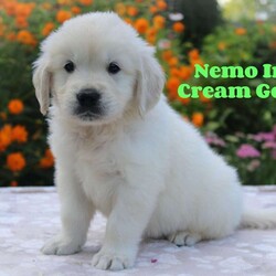 Nemo/Golden Retriever									Puppy/Male	/7 Weeks,Hey There, My name is Nemo! I am a very cute male AKC Irish Cream Golden Retriever puppy! I was born on July 3rd, 2024. I am such a sweet boy! I am looking for my new family, could that be with you? If you choose me I will come home to you vet checked, microchipped, AKC Registered and I will also come with a 1 year Genetic Guarantee. I am very well socialized and have done Early Neurological Stimulation (EMS). My dad is also OFA Hip Certified. If you think that I would make the perfect addition to your family, then please call or text to find out more information about me!