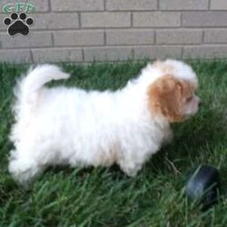 Addy/Cavachon									Puppy/Female	/10 Weeks,Hi, im a Cavashon puppy. I am looking forward to meeting you! I am up to date with my immunizations, my wormer medications, and I have a Micro-chip so that I can be easily identified if I ever become lost! 