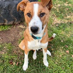 Frank/Australian Cattle Dog / American Staffordshire Terrier/Male/1 Year,Hello! My name's Frank. What's yours? I am a well-mannered young man who is on the lookout for a human or humans to join on your adventures and to be your best buddy at home. I have spent a little time here at the shelter and during this time the staff have seen me grow from a slightly timid kid to a confident, chilled out young man. Well, most of the time. Sometimes I can get a bit excited and bouncy – because of this I'd be best suited to a family aged 12 yrs and up so that I don't bounce someone over accidentally. I have a happy nature – I can't wait for you to get to know me! My favourite things are playing with toys and going on walks with my doggy friends. If you have a dog at home, please bring them in to meet me to make sure we are a good match! I’ve heard about something called a “backyard,” and it sounds like a dream! An area all for me to run around, climb, sniff, and explore; at the shelter we have grass yards, but I have to share them with all the other doggies. Sigh. But don’t think I’m just an outdoor adventurer; I also love lounging inside, playing with my toys, or chasing butterflies in my dreams. I would not be suited to a home with cats or pocket pets. I would suit a full time worker if you have time to settle me into my new home. Lastly! What are you waiting for? Yours, Frank -Must meet all dogs -No pocket pets or cats -No children under 12