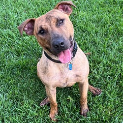 Adopt a dog:Sebastian/Staffordshire Bull Terrier / Staffordshire Bull Terrier/Male/1 Year 11 Months,Hi there! My name is Sebastian, thanks for stopping by to read a bit about me! I am looking for my forever home with someone who will take me on fun adventures somewhere away from the hustle and bustle. I love MY people so much, but busy places with lots of unfamiliar people around can overwhelm me a bit. I much prefer to hang out somewhere quieter where it is just us and maybe a few of my doggie friends! But with a family who are willing to guide me through with patience and reassure me that I am okay around strangers, I promise to try and overcome this. ﻿I can be a bit boisterous when I get excited! I have lots of energy so would love a household that is active and enjoy the fresh air, and that will of course include me in family activities. Because I love to run around and be a bit of a goof sometimes, it is best I go home with people older than 15.  I have previously come from a home with other doggos so if you have another confident, social dog, that's great! You will need to bring your dog to meet me as well because it's important we all get along! If I am to be your only dog, that's OK too though – I will enjoy your company! I can go on and on about me but it would be way more fun to come and meet me so I can tell you my story in person! So what are you waiting for?! It's my mission in life to love you with my whole heart for the rest of my life, If all that sounds perfect? please contact the amazing RSPCA team to arrange a meet with me! Love Sebastian xx