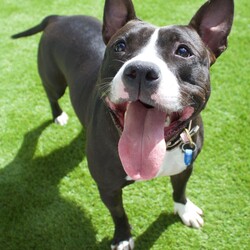 Adopt a dog:Gabby/Staffordshire Bull Terrier/Female/2 Years 8 Months,Hello there my name is Gabby! I'm a 2 year old Staffy gal looking for my furever home. I'm looking for a loving family who is ready to take on all things Staffy. I'm a wriggly friendly doggo dreaming of a house hold where there is usually someone home most of the time as I'm really a people kind of dog. I love being in the company of people and not so much myself – I get mad FOMO (fear of missing out), woof! I would love an owner that understands this and is able to set up a safe spot or two for me somewhere in and out of the home where I can go and feel safe, especially when you have to go out and go about your daily routine. I'd love a backyard or somewhere I have access to outdoors to go to the toilet, sniff the fresh air, get my zoomies on, follow you around and just do my own doggy thing you know? I'm a very cute and wriggly girl that enjoys getting all the pats in the world but in saying that, I also like having my own space cause sometimes it's just too much in my pawsonal space. This is why it is best I go to a home with children 12 years and up who are able to read my body language so we're all on the same page about if I need a break.  As for other dogs, I can be pretty friendly, however can come on pretty strongly and be a bit scary to other dogs. It would be best if I'm the only dog in my household so I can settle and get used to the space easily. However if you have friends or family with other dogs I may be able to become friend with them over time, if the introduction is done slowly! -Must be only dog  -Children under 12 -Someone home more often than not -Indoor/outdoor access Free vet consult at adoptio