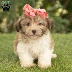 Holly/Havanese									Puppy/Female	/12 Weeks,I hope your day is going well,  I’m Holly a beautiful Havanese and i would love to make your day even better! I am very happy, playful and very well socialized! I would love to fill your home with all of my puppy love! I have been vet checked, microchipped and I am up to date on vaccinations and dewormings and will come with a one year genetic health guarantee. Call or text anytime to make me the newest addition to your family and get ready to spend a lifetime of tail wagging fun!