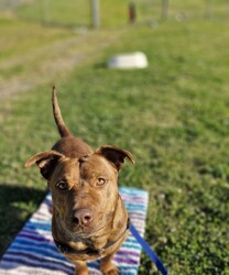 Frankie/Staffordshire Bull Terrier / Dachshund Standard (Smooth)/Male/4 Years 5 Months,Hi friends, my name is Frankie! I'm a handsome little gentleman looking for my forever home, could that be with you? I have had a rough start to life but with the help of my shelter friends, I am now ready to join my new family! I am a very affectionate young man, who loves nothing more than spending quality time with my humans, whether it's basking in the sunshine or curled up on the lounge watching your favourite tv show! I'd suit a quieter home, preferably with no young children, and no other animals, as I can sometimes get overwhelmed with too much noise and activity around me. I would also love it if my humans were home more often than not, as I'm quite a clingy man and love their constant attention and cuddles. I know sometimes you have to go out, if you can leave me with some fun toys, yummy treats, and a snuggly bed, I should be safe and happy until you get home. I would benefit from daily enrichment and interactive feeders to help keep my mind and body active. If you think that your home would be a good fit, please fill out an application online at  or call 0477 064 192 and the team at BARC will be in touch to arrange a meet and greet. Love, Frankie x Requirements: