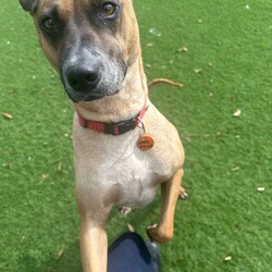 Croissant/Shar Pei / Australian Cattle Dog/Male/2 Years 11 Months,Hi there, My name is Croissant, and I am looking for my special someone. It has taken a little while but I have started to realise that human's can be pretty nice, especially when they give me yummy treats, I REALLY like treats. What's YOUR favourite food?! Can I have some?! I take a little while to warm up to people at first, but if you give me time and let me approach you at my own pace then I would really like that. When visitors come to the home it would be great if I could have a quiet, safe space in a low traffic area that I can retreat to if I need. I enjoy any games that involve food, I love sniffing around the grass for scattered treats, I love to chew on pig's ears and use Kongs and I like training too! I learn quickly when there are treats involved! I don't know if I mentioned it already but I think food is great! If you have another dog in the home you can bring them in to meet me, we will need to be managed in the home and be fed separately at all times. The staff here can give you some good tips on how to do this as well. I'm looking forward to meeting my special person!  Croissant xx If you feel like we would be the pawfect match, please visit our website and complete an   or visit https://www.rspcansw.org.au/what-we-do/adoptions/exceptional-owners/. Restrictions: No children under 15 Must meet all dogs Quiet/calm household Indoor/outdoor access Free vet consult at adoption