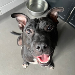 Peetie/American Staffordshire Terrier/Male/2 Years 8 Months,Hi there! My name is Peetie, and I’m a handsome black and white Staffy eagerly looking for my forever home! Let me tell you a bit about myself—I absolutely adore people! Whether it’s cuddling up on your lap or enjoying a sunny spot in the house, I’m happiest when I’m with my human companions. Sometimes when I'm excited, I will get a little jumpy so its best that any children in the home are over 6! I would also love a hooman who has owned dogs previously so they can understand when I'm too excited and my dislike for doggos. I’m a sweet and loving boy with a heart of gold. My dream is to find a family who will cherish me and give me plenty of affection. I’m also quite the sun-seeker—I love lounging around in sunny spots, soaking up all the warmth, I would love to have indoor/outdoor access in the home so I can be where I like to be comfy! I’m not the biggest fan of over-the-top dogs, I prefer the chilled out kind – if you have a relaxed resident doggo get in contact to line up a match up to see if we are a good fit. If you’re looking for a loyal companion who will brighten your days and snuggle up with you whenever you need, then look no further! I’m here waiting to meet you and become your new best friend. Let’s create countless happy memories together—I promise to fill your life with love and joy. Adopt me, and let’s start our journey together today! Could I be the right fit for your family? I hope so? I am currently hanging out in a lovely foster home, so if you think you can provide me with a magical forever home, please contact   or  Love Peetie xx