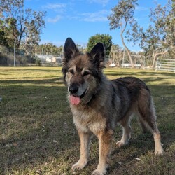 River/German Shepherd Dog (Long Stock Coat) / Siberian Husky/Female/10 Years 6 Months,Hello everyone, my name is River! Are you my retirement home? I am an older gentle girl looking for a cozy place to spend her days, I could be a great addition to a quieter more relaxed home life. I really enjoy the company of people, even just lying near them or following them around, sometimes treats are great but mostly I just want the attention and cozy spots to curl up in while you're with me. I can show some distress when I'm alone, but this can be easily managed with secure color bond fencing and someone home more often than not for the initial settling in and bonding period. I would love to go to a place where the owners have breed experience, as I am a big fluff of a German Shepherd! I think other dogs are cool, but I don't really like them in my space. I'm suited to a home with no other dogs so I can be the happiest vegemite in town. If you are an experienced owner looking for the one, pick me!! I do like to chase lizards and other wildlife, so if you have lots of critters around, I may not be suited as I like to play too rough with them! I may be shy at first, so let me take my time to warm up and get to know you before we start to adventure too far outside of the home. I need to build a special bond with my new person, so I feel safe and reassured. If you think a big squish like me could be your new forever friend, please give us a call at the shelter on 02 6651 3311 and I'll get my people to organise our first date 