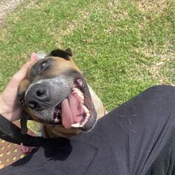 Croissant/Shar Pei / Australian Cattle Dog/Male/2 Years 11 Months,Hi there, My name is Croissant, and I am looking for my special someone. It has taken a little while but I have started to realise that human's can be pretty nice, especially when they give me yummy treats, I REALLY like treats. What's YOUR favourite food?! Can I have some?! I take a little while to warm up to people at first, but if you give me time and let me approach you at my own pace then I would really like that. When visitors come to the home it would be great if I could have a quiet, safe space in a low traffic area that I can retreat to if I need. I enjoy any games that involve food, I love sniffing around the grass for scattered treats, I love to chew on pig's ears and use Kongs and I like training too! I learn quickly when there are treats involved! I don't know if I mentioned it already but I think food is great! If you have another dog in the home you can bring them in to meet me, we will need to be managed in the home and be fed separately at all times. The staff here can give you some good tips on how to do this as well. I'm looking forward to meeting my special person!  Croissant xx If you feel like we would be the pawfect match, please visit our website and complete an   or visit https://www.rspcansw.org.au/what-we-do/adoptions/exceptional-owners/. Restrictions: No children under 15 Must meet all dogs Quiet/calm household Indoor/outdoor access Free vet consult at adoption