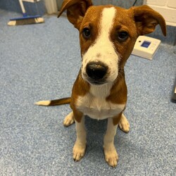 Adopt a dog:Frank/Australian Cattle Dog / American Staffordshire Terrier/Male/1 Year,Hello! My name's Frank. What's yours? I am a well-mannered young man who is on the lookout for a human or humans to join on your adventures and to be your best buddy at home. I have spent a little time here at the shelter and during this time the staff have seen me grow from a slightly timid kid to a confident, chilled out young man. Well, most of the time. Sometimes I can get a bit excited and bouncy – because of this I'd be best suited to a family aged 12 yrs and up so that I don't bounce someone over accidentally. I have a happy nature – I can't wait for you to get to know me! My favourite things are playing with toys and going on walks with my doggy friends. If you have a dog at home, please bring them in to meet me to make sure we are a good match! I’ve heard about something called a “backyard,” and it sounds like a dream! An area all for me to run around, climb, sniff, and explore; at the shelter we have grass yards, but I have to share them with all the other doggies. Sigh. But don’t think I’m just an outdoor adventurer; I also love lounging inside, playing with my toys, or chasing butterflies in my dreams. I would not be suited to a home with cats or pocket pets. I would suit a full time worker if you have time to settle me into my new home. Lastly! What are you waiting for? Yours, Frank -Must meet all dogs -No pocket pets or cats -No children under 12