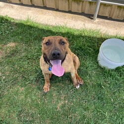 Adopt a dog:Sebastian/Staffordshire Bull Terrier / Staffordshire Bull Terrier/Male/1 Year 11 Months,Hi there! My name is Sebastian, thanks for stopping by to read a bit about me! I am looking for my forever home with someone who will take me on fun adventures somewhere away from the hustle and bustle. I love MY people so much, but busy places with lots of unfamiliar people around can overwhelm me a bit. I much prefer to hang out somewhere quieter where it is just us and maybe a few of my doggie friends! But with a family who are willing to guide me through with patience and reassure me that I am okay around strangers, I promise to try and overcome this. ﻿I can be a bit boisterous when I get excited! I have lots of energy so would love a household that is active and enjoy the fresh air, and that will of course include me in family activities. Because I love to run around and be a bit of a goof sometimes, it is best I go home with people older than 15.  I have previously come from a home with other doggos so if you have another confident, social dog, that's great! You will need to bring your dog to meet me as well because it's important we all get along! If I am to be your only dog, that's OK too though – I will enjoy your company! I can go on and on about me but it would be way more fun to come and meet me so I can tell you my story in person! So what are you waiting for?! It's my mission in life to love you with my whole heart for the rest of my life, If all that sounds perfect? please contact the amazing RSPCA team to arrange a meet with me! Love Sebastian xx