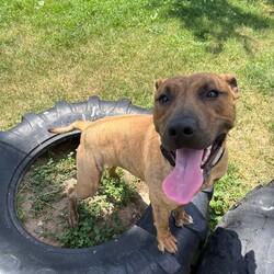 Adopt a dog:Sebastian/Staffordshire Bull Terrier / Staffordshire Bull Terrier/Male/1 Year 11 Months,Hi there! My name is Sebastian, thanks for stopping by to read a bit about me! I am looking for my forever home with someone who will take me on fun adventures somewhere away from the hustle and bustle. I love MY people so much, but busy places with lots of unfamiliar people around can overwhelm me a bit. I much prefer to hang out somewhere quieter where it is just us and maybe a few of my doggie friends! But with a family who are willing to guide me through with patience and reassure me that I am okay around strangers, I promise to try and overcome this. ﻿I can be a bit boisterous when I get excited! I have lots of energy so would love a household that is active and enjoy the fresh air, and that will of course include me in family activities. Because I love to run around and be a bit of a goof sometimes, it is best I go home with people older than 15.  I have previously come from a home with other doggos so if you have another confident, social dog, that's great! You will need to bring your dog to meet me as well because it's important we all get along! If I am to be your only dog, that's OK too though – I will enjoy your company! I can go on and on about me but it would be way more fun to come and meet me so I can tell you my story in person! So what are you waiting for?! It's my mission in life to love you with my whole heart for the rest of my life, If all that sounds perfect? please contact the amazing RSPCA team to arrange a meet with me! Love Sebastian xx