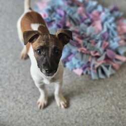 Fanta/Jack Russell Terrier (Smooth)/Female/4 Months,Hi, I'm Fanta! I'm a little ball of energy, nothing can stop me, life is just too fun and there is so much to investigate! I like to spend my time zooming around, sniffing, getting into everything, then having a sleep because I used all my puppy energy. I have a lovely sense of curiosity, I'm quite independent and like to explore. I'm all ready to find a new home with some awesome caring people. Ideally, you will have indoor and outdoor access so I can work on my toilet training, lots of toys I can entertain myself with, some good, tasty food to help me grow into a strong girl, and plenty of places for me to have a snooze. If you're looking for a new friend and don't mind going through the puppy training stage, pop in and see me or give the shelter a call to arrange a date! XX Fanta My Adoption Fee is $620 = desex, microchip, vaccinations, flea, tick & worming treatments