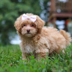 Dixie/Maltipoo									Puppy/Female	/10 Weeks,Meet Dixie, an adorable Maltipoo who is ready to fill your home with love and laughter. With her soft, luscious coat and bright, expressive eyes, this little lady is a little ball of fluff who will melt your heart the moment you meet her. This sweet girl is vet checked, up to date on vaccines and dewormers, and microchipped, ensuring that she’s in perfect health and ready to join her forever family.