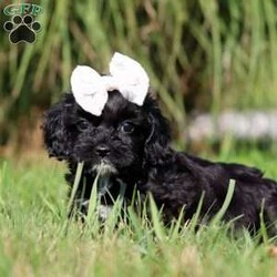 Pansey/Cockapoo									Puppy/Female	/7 Weeks,Pansey is the sweetest baby Cockapoo around! With her expressive face and twinkling puppy dog eyes she is used to getting her way:) This little sweetheart has us all wrapped around her little paw. A soft, silky coat and rambunctious personality are just a few of her winning qualities. Highly trainable, focused, and extremely adorable, the Cockapoo was built for family life. If you are looking for a dog that will keep up with the fast-paced and ever-changing schedule of a family with kids, this is the perfect match. We socialize our pups from the moment they are born so that they join new homes with a confident and adaptable demeanor. These pups are mellow and even tempered.