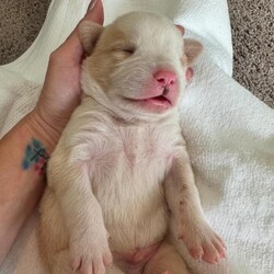 Adopt a dog:Paulie/Yellow Labrador Retriever/Male/Baby,Paulie is up for pre- adoption in TX only!

Meet Paulie, a resilient 6-week-old male puppy with a heartwarming story. Paulie and his seven siblings were found in a box on the side of the road when they were just a week old. Thanks to dedicated bottle-feeding, these little fighters have grown into happy and healthy puppies. While we can't be sure of Paulie's breed, we're guessing he's a mix of Husky, Shepherd, and Lab, and he'll likely grow to be a mid-sized dog around 45-50 pounds. Paulie is now ready to find his forever home where he can continue to thrive!

To see more pictures and videos, copy and paste this link. 
To apply directly for Paulie click the 