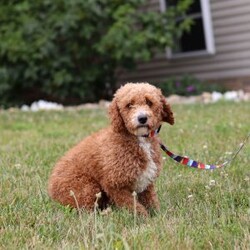 Niles/Mini Goldendoodle									Puppy/Male	/13 Weeks,Meet Niles, the gorgeous Mini Goldendoodle! He is the perfect blend of Poodle and Goldendoodle puppy, with soft curls that bounce with every step he takes. His twinkling eyes mirror the mischief he gets into, and his little tail never stops wagging, spreading joy wherever he goes. With his endearing puppy eyes and a penchant for cuddles, he loves playtime and learning new tricks to impress his favorite humans. With this little one around, every day is a new adventure filled with puppy love and endless tail wags!