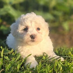 Dolly/Bichon Frise									Puppy/Female	/July 15th, 2024, This little lady is an absolute delight! Although she may seem a bit shy at first, give her a moment to warm up, and you’ll discover an energetic and loving companion who will keep your world spinning. She’s a bit smaller than her peers, but don’t let her size fool you—she’s full of spunk and has a personality that shines brightly. Once she’s comfortable, her playful and lively nature comes to the forefront, making her the perfect balance of sweet and spirited.