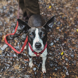 Mishka/Border Collie / Staffordshire Bull Terrier/Female/3 Years 1 Month,Hey there, I'm Mishka! I'm an adult girl on the hunt for my new forever home. Life hasn't always been easy for me, but I'm working hard to overcome my fears and embrace the world around me. I've grown so much in confidence during my shelter stay, I was lucky enough to go out into Foster Care where I went to the beach and made lots of new friends, people and other dogs! I have some really nice skills; the staff think I'm awfully smart (and pretty) I do my best to make their days easy and wait patiently until it's my turn for some fun. My ideal home will have an awesome family for me to love, plenty of things to sniff, some sun to roll around in, and perhaps a few nights in front of the TV when it gets super cold! So, are you ready to welcome a sweet, smart, and eager-to-learn girl like me into your life? With your love and support, I know I'll thrive and become the best companion you could ever ask for. Let's embark on this journey together—I promise it'll be a paw-some adventure filled with love, laughter, and endless cuddles. My adoption fee is $500 and I come desexed & microchipped, with my vaccinations, flea, tick & worming treatments all up to date. If you think I'm the sweet sweet girl you've been looking for, please give the Coffs Harbour shelter a call to organise a time for me to come back from foster care to meet you! XX Mishka