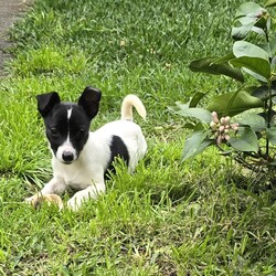 Cinnamon/Jack Russell Terrier (Smooth)/Female/4 Months,They say sugar & spice are all things nice but actually it's ALL about Cinnamon! Hi there, let me introduce myself: I'm Cinnamon. My siblings & I came to the Coffs shelter to start a new better life. Since I was so small I was able to go out into Foster Care. My Foster Carer has 2x Female dogs just like me & a Male cat who I thought was the bees knees – I'm not sure he felt the same way! This is what my Foster Carer said about me: If her zoomies done bring a smile to your face then her tricked out ear will. Cinnamon's a blast of a puppy, full of spun Very curious of new environments. Has great self play skills. LOVES her food! Is crate trained but still working on potty skills. She snores at night, which is just too cute to listen too. ALWAYS has something to say when you get home from work, a real chatty kathy! Respectful of my cat & 2 pocket rockets. My adoption fee is $620 & I come desexed & microchipped, with my vaccinations, flea, tick & worming treatments all started