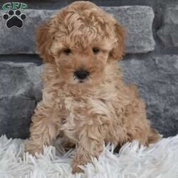 Chief/Toy Poodle									Puppy/Male	/7 Weeks,I offer a one year health guarantee. Up to date on shots and dewormings. I’m looking for a loving indoor home. Shipping options are available anywhere in the US. All Sunday calls are returned on Mondays. Thanks Jon