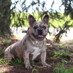 Allie/French Bulldog									Puppy/Female	/8 Weeks,Meet Allie your new best friend! This adorable AKC French Bulldog is a bundle of joy ready to fill your home with love and laughter. With her silky fur, wagging tail, and puppy-dog eyes that could melt the any heart, Allie is irresistible. Whether cuddling on the couch or playing in the yard, she is guaranteed to steal your heart.