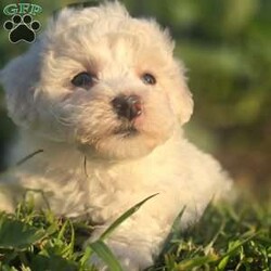 Dolly/Bichon Frise									Puppy/Female	/July 15th, 2024, This little lady is an absolute delight! Although she may seem a bit shy at first, give her a moment to warm up, and you’ll discover an energetic and loving companion who will keep your world spinning. She’s a bit smaller than her peers, but don’t let her size fool you—she’s full of spunk and has a personality that shines brightly. Once she’s comfortable, her playful and lively nature comes to the forefront, making her the perfect balance of sweet and spirited.