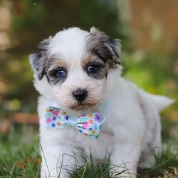 Onyx/Havapoo									Puppy/Male	/7 Weeks,Meet the most charming little puppy named Onyx a Havapoo puppy that’s sure to steal your heart! This little guy is a mix of Havanese and Poodle known for their small size, this makes Onyx the perfect cuddle buddy who fits right into your arms or a cozy spot on the couch. Havapoos are celebrated for their loving and affectionate nature, always ready to shower you with cuddles and kisses. With his hypoallergenic, curly coat, he’s not only adorable but also a great choice for families with allergies. This little guy is playful, intelligent, and eager to be your loyal companion, bringing endless joy and warmth into your home!