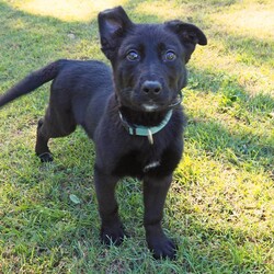 Loretta/German Shepherd Dog / Golden Retriever/Female/4 Months,Hi, I'm Loretta, I'm a young pup with plenty of love to give, I'm all ready to find my forever home as soon as possible please! I have tones of energy and puppy vibes about me, I'm already learning my basic skills like sit, how to walk on a lead, and also toilet training! I'm going to be the smartest girl ever, just you wait. I'm looking for a home that will continue my training, perhaps send me to puppy school for that vital socialization, someone who has a nice secure yard for me to play in, and some cozy beds when I get all sleepy. If you think a gorgeous young girl like me could be your newest addition to the family, Give the shelter a call, I'm currently in foster care so you'll need an appointment to come meet me — I can't wait to meet you! XX Loretta My Adoption Fee is $620 = desex, microchip, vaccinations, flea, tick & worming treatments