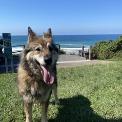 River/German Shepherd Dog (Long Stock Coat) / Siberian Husky/Female/10 Years 6 Months,Hello everyone, my name is River! Are you my retirement home? I am an older gentle girl looking for a cozy place to spend her days, I could be a great addition to a quieter more relaxed home life. I really enjoy the company of people, even just lying near them or following them around, sometimes treats are great but mostly I just want the attention and cozy spots to curl up in while you're with me. I can show some distress when I'm alone, but this can be easily managed with secure color bond fencing and someone home more often than not for the initial settling in and bonding period. I would love to go to a place where the owners have breed experience, as I am a big fluff of a German Shepherd! I think other dogs are cool, but I don't really like them in my space. I'm suited to a home with no other dogs so I can be the happiest vegemite in town. If you are an experienced owner looking for the one, pick me!! I do like to chase lizards and other wildlife, so if you have lots of critters around, I may not be suited as I like to play too rough with them! I may be shy at first, so let me take my time to warm up and get to know you before we start to adventure too far outside of the home. I need to build a special bond with my new person, so I feel safe and reassured. If you think a big squish like me could be your new forever friend, please give us a call at the shelter on 02 6651 3311 and I'll get my people to organise our first date 