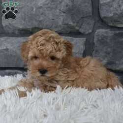 Chief/Toy Poodle									Puppy/Male	/7 Weeks,I offer a one year health guarantee. Up to date on shots and dewormings. I’m looking for a loving indoor home. Shipping options are available anywhere in the US. All Sunday calls are returned on Mondays. Thanks Jon