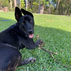 Winter/Mastiff / Australian Cattle Dog/Male/1 Year 9 Months,Hello lovely human! My name is Winter. I'm a super sweet, gentle calm dog with some great skills already under my belt! I can be a little shy at times, especially when I first experience new areas and things, but I'm willing to learn and not be so scared anymore. Maybe you could be my person to help me overcome my fears, walk beside me and give me the encouragement I need? My new home will ideally let me hang out indoors and out, and adult only household just so I can settle in a calmer environment. I will need to go to a home with another dog who can help me build my confidence. I am currently living with a foster carer where I am living with some doggie friends. Having canine companions in the home have helped me to build my confidence and offer me additional support I need in everyday life. Because I am living in a foster home at the moment, you will need to call the shelter to book an appointment to meet me. If you think a little cutie like me could be your new mate, give the shelter a call to arrange a time to come and meet me! Be sure to bring all members living in the household including any other dogs. XX Winter My adoption fee is $500 and I come desexed & microchipped, with my vaccinations & flea, tick and worming treatments all up to date