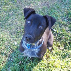 Winter/Mastiff / Australian Cattle Dog/Male/1 Year 9 Months,Hello lovely human! My name is Winter. I'm a super sweet, gentle calm dog with some great skills already under my belt! I can be a little shy at times, especially when I first experience new areas and things, but I'm willing to learn and not be so scared anymore. Maybe you could be my person to help me overcome my fears, walk beside me and give me the encouragement I need? My new home will ideally let me hang out indoors and out, and adult only household just so I can settle in a calmer environment. I will need to go to a home with another dog who can help me build my confidence. I am currently living with a foster carer where I am living with some doggie friends. Having canine companions in the home have helped me to build my confidence and offer me additional support I need in everyday life. Because I am living in a foster home at the moment, you will need to call the shelter to book an appointment to meet me. If you think a little cutie like me could be your new mate, give the shelter a call to arrange a time to come and meet me! Be sure to bring all members living in the household including any other dogs. XX Winter My adoption fee is $500 and I come desexed & microchipped, with my vaccinations & flea, tick and worming treatments all up to date