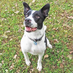 Dozer/Border Collie/Male/4 Years 3 Months,Greetings dear humans! Are you looking for the goodest boy ever? Well stop looking because HERE I AM. My name is Dozer, I'm a gentle natured boy who just wants to live the good life with awesome people. I've had my share of bad experiences, it's only up from here! I came in quite skinny and lost, so the staff have taken great care of me and now I'm in top shape. I'm quite dog social and love going on walks down to the beach, I also enjoy a good lazy day on the couch!  I have some amazing solid skills, I'm gentle and never jump up, I'm toilet trained and just a delight to have around. I walk really well on a lead and just love hanging out with the shelter staff and volunteers. I've been lucky enough to spend some time on Foster Care with a large female dog, I loved going for walks at the jetty in the sun and being social! If you think the goodest boy could be your best boy forever, give the staff a call to arrange a date for me to come back from foster care! XX Dozer My adoption fee is: $500 which includes = desex, vaccination, microchip with flea and tick treatment