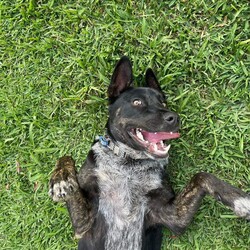 Winter/Mastiff / Australian Cattle Dog/Male/1 Year 9 Months,Hello lovely human! My name is Winter. I'm a super sweet, gentle calm dog with some great skills already under my belt! I can be a little shy at times, especially when I first experience new areas and things, but I'm willing to learn and not be so scared anymore. Maybe you could be my person to help me overcome my fears, walk beside me and give me the encouragement I need? My new home will ideally let me hang out indoors and out, and adult only household just so I can settle in a calmer environment. I will need to go to a home with another dog who can help me build my confidence. I am currently living with a foster carer where I am living with some doggie friends. Having canine companions in the home have helped me to build my confidence and offer me additional support I need in everyday life. Because I am living in a foster home at the moment, you will need to call the shelter to book an appointment to meet me. If you think a little cutie like me could be your new mate, give the shelter a call to arrange a time to come and meet me! Be sure to bring all members living in the household including any other dogs. XX Winter My adoption fee is $500 and I come desexed & microchipped, with my vaccinations & flea, tick and worming treatments all up to date