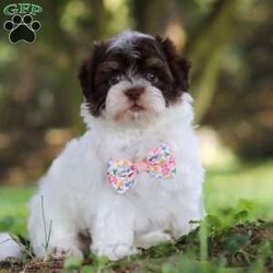 Emmie/Havanese									Puppy/Female	/7 Weeks,Meet Emmie an adorable AKC Havanese puppy! This little charmer with her silky coat and big expressive eyes is the epitome of cuteness. Known for her cheerful and affectionate nature, Emmie loves to be the center of attention and is always up for a cuddle or playtime. Emmie’s small size and friendly demeanor makes her the perfect companion for any family. Smart and eager to please, she is easy to train and will quickly become the heart of your home. She is bursting with energy and love, spend a little time with her and you will have found your new bestie! Emmie has been given the utmost care and attention since day one, she will arrive at her new home with the first veterinary check already complete, microchipped, her AKC registration paperwork, current on vaccinations and dewormer, and our one year health guarantee will be included. Momma to this baby is a adorable girl named Tammy, she is so sweet and is the best momma to her little ones. Tammy weighs 11lbs. The dad is named Nico he loves going on walks and hanging out with his favorite people. Nico is a adorable Havanese and he weighs 9lbs. Both Nico & Tammy have their OFA certifications. Whether you’re seeking a playful partner for outdoor adventures this summer or a cuddly companion for cozy evenings, our puppies are sure to bring warmth and joy to your home. If you would like to schedule a visit with one of the babies or have any more questions please give me a call Thanks, Irma Miller