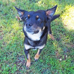 Lola/Australian Kelpie/Female/2 Years 3 Months,Hi, my name is Lola. I'm a sweet, relaxed girl with a gentle and nurturing soul. Ideal for a family with older children, I'd be the perfect companion for a family who wants a quiet, friendly pet with good house manners. I may be a bit older, but I'm still young at heart! ﻿I enjoy a good pat and a good snooze, short walks and company of people. I'm hoping to find my forever home soon, as much as the staff look after me here it's just not the same as being in a loving home with a family. I'm so ready to start my new life with new people. I've had some pretty bad experiences with other dogs before, because of that I'm quite scared of them so I will need to go to a home with no other dogs just so I feel safe. I do frighten easily of noises and fast movements, so I may need some support during any loud events like storms, and because of this I'm best suited to an adult only home that is a bit calmer and quieter. If you think I could be your new mate, pop in and see me or give the shelter staff a call to arrange a date. I'll be sure to look and smell my best!! XX Lola