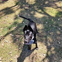 Winter/Mastiff / Australian Cattle Dog/Male/1 Year 9 Months,Hello lovely human! My name is Winter. I'm a super sweet, gentle calm dog with some great skills already under my belt! I can be a little shy at times, especially when I first experience new areas and things, but I'm willing to learn and not be so scared anymore. Maybe you could be my person to help me overcome my fears, walk beside me and give me the encouragement I need? My new home will ideally let me hang out indoors and out, and adult only household just so I can settle in a calmer environment. I will need to go to a home with another dog who can help me build my confidence. I am currently living with a foster carer where I am living with some doggie friends. Having canine companions in the home have helped me to build my confidence and offer me additional support I need in everyday life. Because I am living in a foster home at the moment, you will need to call the shelter to book an appointment to meet me. If you think a little cutie like me could be your new mate, give the shelter a call to arrange a time to come and meet me! Be sure to bring all members living in the household including any other dogs. XX Winter My adoption fee is $500 and I come desexed & microchipped, with my vaccinations & flea, tick and worming treatments all up to date