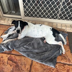 Avril/Great Dane/Female/9 Years 5 Months,Hi everyone, my name is Avril and I am a sweet gentle older gal who has been in the shelter environment for a while now and I am super excited to finally be able to meet my new potential forever family that are able to show me the world and teach me what love and security feels like. I will need a quiet and peaceful home where I can spent my days soaking up your attention and sleeping the day away, my new home will need to have minimal visitors and foot traffic as I am a nervous girl. I love to explore yards and sniff the grass, I even enjoy a nice roll in the grass every now and then. I am an easy going girl and once I form a relationship with you you become my world. I will need an adult only home as young ones are too unpredictable for me and their fast movements can startle me. My ideal home would be where I am the only dog, I tend to avoid dogs as they make me uncomfortable and I look to my person for support and guidance. We would need to avoid off leash areas as I would not enjoy any young boisterous dogs running up and attempting to play with me. I would prefer a nice quiet walk and then going home to nap and cuddle with my humans. If you are interested in giving this wonderful pet a home, please CLICK HERE to visit our website and complete an expression of interest. Requirements: 