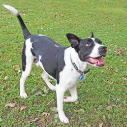 Dozer/Border Collie/Male/4 Years 3 Months,Greetings dear humans! Are you looking for the goodest boy ever? Well stop looking because HERE I AM. My name is Dozer, I'm a gentle natured boy who just wants to live the good life with awesome people. I've had my share of bad experiences, it's only up from here! I came in quite skinny and lost, so the staff have taken great care of me and now I'm in top shape. I'm quite dog social and love going on walks down to the beach, I also enjoy a good lazy day on the couch!  I have some amazing solid skills, I'm gentle and never jump up, I'm toilet trained and just a delight to have around. I walk really well on a lead and just love hanging out with the shelter staff and volunteers. I've been lucky enough to spend some time on Foster Care with a large female dog, I loved going for walks at the jetty in the sun and being social! If you think the goodest boy could be your best boy forever, give the staff a call to arrange a date for me to come back from foster care! XX Dozer My adoption fee is: $500 which includes = desex, vaccination, microchip with flea and tick treatment