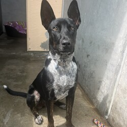 Winter/Mastiff / Australian Cattle Dog/Male/1 Year 9 Months,Hello lovely human! My name is Winter. I'm a super sweet, gentle calm dog with some great skills already under my belt! I can be a little shy at times, especially when I first experience new areas and things, but I'm willing to learn and not be so scared anymore. Maybe you could be my person to help me overcome my fears, walk beside me and give me the encouragement I need? My new home will ideally let me hang out indoors and out, and adult only household just so I can settle in a calmer environment. I will need to go to a home with another dog who can help me build my confidence. I am currently living with a foster carer where I am living with some doggie friends. Having canine companions in the home have helped me to build my confidence and offer me additional support I need in everyday life. Because I am living in a foster home at the moment, you will need to call the shelter to book an appointment to meet me. If you think a little cutie like me could be your new mate, give the shelter a call to arrange a time to come and meet me! Be sure to bring all members living in the household including any other dogs. XX Winter My adoption fee is $500 and I come desexed & microchipped, with my vaccinations & flea, tick and worming treatments all up to date