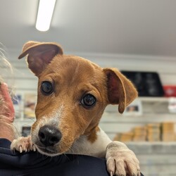 Ferdinand/Jack Russell Terrier (Smooth)/Male/4 Months,Hi, I'm Ferdinand! I'm a wee little puppy just starting to learn all about the world. So far, it's exciting and scary at the same time, but with the encouragement and reassurance of handlers, I'm slowly building up my courage. I'm ready (I think) to go on a new journey with a loving family I can call my own and adopt. My ideal home will have older kids over 6, just because I can startle easily, indoor and outdoor access so I can work on my toilet training, plenty of toys and things to sniff, and of course, some fun training lessons so I can learn all the tricks and skills like a cool kid. Puppy school would be great for me to build my socialization skills and learn my basic skills. If your looking for a little pup with plenty of energy and puppy love, pop in and see me or call the shelter to book an appointment. XX Ferdinand My Adoption Fee is $620 = desex, microchip, vaccinations, flea, tick & worming treatments