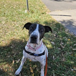Avril/Great Dane/Female/9 Years 5 Months,Hi everyone, my name is Avril and I am a sweet gentle older gal who has been in the shelter environment for a while now and I am super excited to finally be able to meet my new potential forever family that are able to show me the world and teach me what love and security feels like. I will need a quiet and peaceful home where I can spent my days soaking up your attention and sleeping the day away, my new home will need to have minimal visitors and foot traffic as I am a nervous girl. I love to explore yards and sniff the grass, I even enjoy a nice roll in the grass every now and then. I am an easy going girl and once I form a relationship with you you become my world. I will need an adult only home as young ones are too unpredictable for me and their fast movements can startle me. My ideal home would be where I am the only dog, I tend to avoid dogs as they make me uncomfortable and I look to my person for support and guidance. We would need to avoid off leash areas as I would not enjoy any young boisterous dogs running up and attempting to play with me. I would prefer a nice quiet walk and then going home to nap and cuddle with my humans. If you are interested in giving this wonderful pet a home, please CLICK HERE to visit our website and complete an expression of interest. Requirements: 