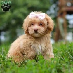 Dixie/Maltipoo									Puppy/Female	/10 Weeks,Meet Dixie, an adorable Maltipoo who is ready to fill your home with love and laughter. With her soft, luscious coat and bright, expressive eyes, this little lady is a little ball of fluff who will melt your heart the moment you meet her. This sweet girl is vet checked, up to date on vaccines and dewormers, and microchipped, ensuring that she’s in perfect health and ready to join her forever family.