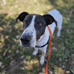 Avril/Great Dane/Female/9 Years 5 Months,Hi everyone, my name is Avril and I am a sweet gentle older gal who has been in the shelter environment for a while now and I am super excited to finally be able to meet my new potential forever family that are able to show me the world and teach me what love and security feels like. I will need a quiet and peaceful home where I can spent my days soaking up your attention and sleeping the day away, my new home will need to have minimal visitors and foot traffic as I am a nervous girl. I love to explore yards and sniff the grass, I even enjoy a nice roll in the grass every now and then. I am an easy going girl and once I form a relationship with you you become my world. I will need an adult only home as young ones are too unpredictable for me and their fast movements can startle me. My ideal home would be where I am the only dog, I tend to avoid dogs as they make me uncomfortable and I look to my person for support and guidance. We would need to avoid off leash areas as I would not enjoy any young boisterous dogs running up and attempting to play with me. I would prefer a nice quiet walk and then going home to nap and cuddle with my humans. If you are interested in giving this wonderful pet a home, please CLICK HERE to visit our website and complete an expression of interest. Requirements: 
