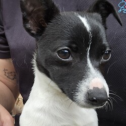 Cinnamon/Jack Russell Terrier (Smooth)/Female/4 Months,They say sugar & spice are all things nice but actually it's ALL about Cinnamon! Hi there, let me introduce myself: I'm Cinnamon. My siblings & I came to the Coffs shelter to start a new better life. Since I was so small I was able to go out into Foster Care. My Foster Carer has 2x Female dogs just like me & a Male cat who I thought was the bees knees – I'm not sure he felt the same way! This is what my Foster Carer said about me: If her zoomies done bring a smile to your face then her tricked out ear will. Cinnamon's a blast of a puppy, full of spun Very curious of new environments. Has great self play skills. LOVES her food! Is crate trained but still working on potty skills. She snores at night, which is just too cute to listen too. ALWAYS has something to say when you get home from work, a real chatty kathy! Respectful of my cat & 2 pocket rockets. My adoption fee is $620 & I come desexed & microchipped, with my vaccinations, flea, tick & worming treatments all started
