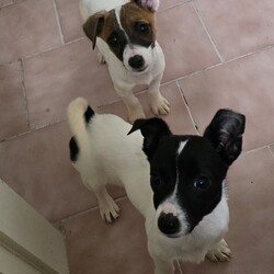 Cinnamon/Jack Russell Terrier (Smooth)/Female/4 Months,They say sugar & spice are all things nice but actually it's ALL about Cinnamon! Hi there, let me introduce myself: I'm Cinnamon. My siblings & I came to the Coffs shelter to start a new better life. Since I was so small I was able to go out into Foster Care. My Foster Carer has 2x Female dogs just like me & a Male cat who I thought was the bees knees – I'm not sure he felt the same way! This is what my Foster Carer said about me: If her zoomies done bring a smile to your face then her tricked out ear will. Cinnamon's a blast of a puppy, full of spun Very curious of new environments. Has great self play skills. LOVES her food! Is crate trained but still working on potty skills. She snores at night, which is just too cute to listen too. ALWAYS has something to say when you get home from work, a real chatty kathy! Respectful of my cat & 2 pocket rockets. My adoption fee is $620 & I come desexed & microchipped, with my vaccinations, flea, tick & worming treatments all started