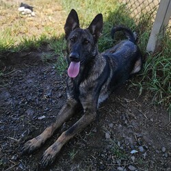 Luna/German Shepherd Dog/Female/2 Years 3 Months,Hi, I'm Luna, a spirited and loyal German Shepherd who fills every room with my vibrant energy and affection. With my striking coat and intelligent eyes, ready to be a devoted companion ready to join you in life's adventures. I hope that is with you! I have experienced unpredictability in my young life and would thrive in a loving home where I can be the center of attention. I am looking for a family that would appreciate my playful spirit and breed quirks. Tennis and soccer plays are some of my favourite toys. I LOVE playing fetch and taking breaks to splash in my shell pool, before getting back to our game and afterwards taking a big snooze in the sun. It would be great if my new family had breed experience and that the children in my life were older, able to read by cues when I need a break and help teach me to trade out my toys, as I can be a bit greedy with them during play. I would thrive in a home where my family is home more often to help me settle in and teach me that life can be predictable. I love people and can become frustrated when seeing them through barriers, without being able to reach them. It would be best if I had a solid fenced yard to feel safe and secure. I have been learning to make canine friends and love to go on social walks with calm and well socialised dogs, who are going to teach me their ways, however, can become boisterous in play and am unable to share a household with a canine companion. I may be able to learn, however for now it would be best if I was the only animal soaking up your love. Requirements: -Must meet all family – Children over 12 years  -Must be only animal – Indoor/Outdoor access -Breed experience – Someone home more often  –  Solid fencing I am eager to share my boundless love with a family who will appreciate my playful nature, enjoy long walks and make cherished memories filled with laughter and love. If you're looking for a loyal companion who will always be by your side, I am ready to bring a lifetime of happiness into your home. Head to the Hunter Shelter and the staff can help us meet. I can't wait to see you! Love and slobbery kisses, Luna