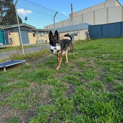 Luna/German Shepherd Dog/Female/2 Years 3 Months,Hi, I'm Luna, a spirited and loyal German Shepherd who fills every room with my vibrant energy and affection. With my striking coat and intelligent eyes, ready to be a devoted companion ready to join you in life's adventures. I hope that is with you! I have experienced unpredictability in my young life and would thrive in a loving home where I can be the center of attention. I am looking for a family that would appreciate my playful spirit and breed quirks. Tennis and soccer plays are some of my favourite toys. I LOVE playing fetch and taking breaks to splash in my shell pool, before getting back to our game and afterwards taking a big snooze in the sun. It would be great if my new family had breed experience and that the children in my life were older, able to read by cues when I need a break and help teach me to trade out my toys, as I can be a bit greedy with them during play. I would thrive in a home where my family is home more often to help me settle in and teach me that life can be predictable. I love people and can become frustrated when seeing them through barriers, without being able to reach them. It would be best if I had a solid fenced yard to feel safe and secure. I have been learning to make canine friends and love to go on social walks with calm and well socialised dogs, who are going to teach me their ways, however, can become boisterous in play and am unable to share a household with a canine companion. I may be able to learn, however for now it would be best if I was the only animal soaking up your love. Requirements: -Must meet all family – Children over 12 years  -Must be only animal – Indoor/Outdoor access -Breed experience – Someone home more often  –  Solid fencing I am eager to share my boundless love with a family who will appreciate my playful nature, enjoy long walks and make cherished memories filled with laughter and love. If you're looking for a loyal companion who will always be by your side, I am ready to bring a lifetime of happiness into your home. Head to the Hunter Shelter and the staff can help us meet. I can't wait to see you! Love and slobbery kisses, Luna